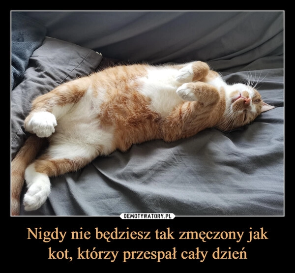 
    Nigdy nie będziesz tak zmęczony jak kot, którzy przespał cały dzień