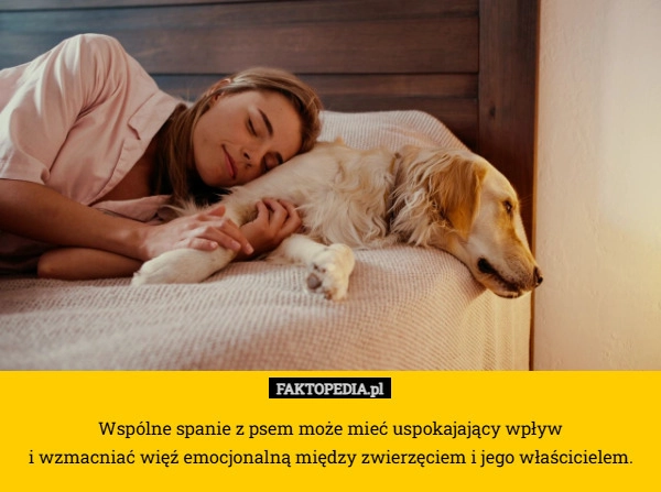 
    Wspólne spanie z psem może mieć uspokajający wpływ
 i wzmacniać więź emocjonalną