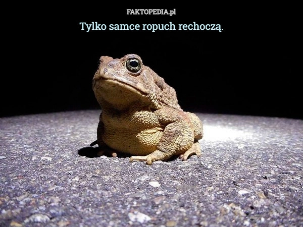 
    Tylko samce ropuch rechoczą.