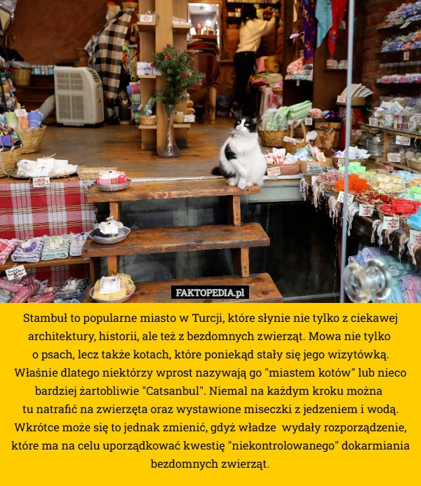 Stambuł to popularne miasto w Turcji, które słynie nie tylko z ciekawej