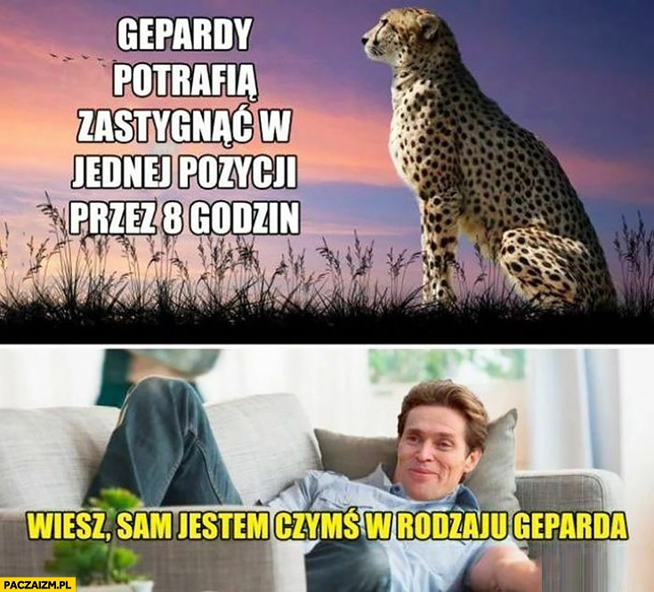 
    Gepardy potrafią zastygnąć w jednej pozycji przez 8 godzin, sam jestem czymś w rodzaju geparda