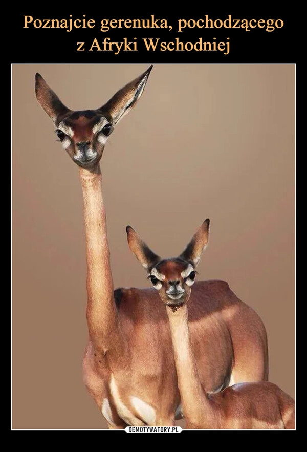 Poznajcie gerenuka, pochodzącego
z Afryki Wschodniej