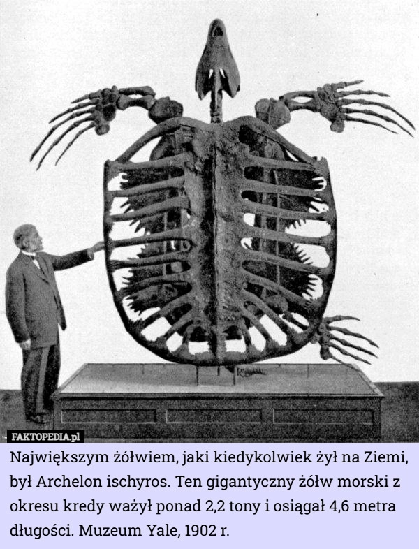 
    Największym żółwiem, jaki kiedykolwiek żył na Ziemi, był Archelon ischyros...